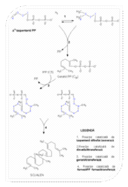 Produsul acestei etape este scualenul format printr-o reactie de condensare 