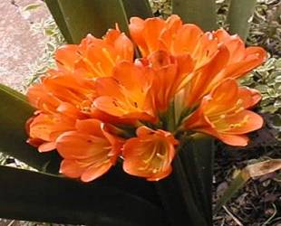Clivia