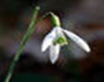 https://pic.srv5.wapedia.mobi/thumb/c4e814201/ro/fixed/60/60/Galanthus_nivalis_close-up_aka.jpg?format=jpg,png,gif