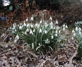 https://pic.srv6.wapedia.mobi/thumb/c4e814201/ro/fixed/230/172/Blaikiewell_snowdrops.jpg?format=jpg,png,gif