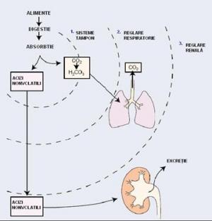Anomaliile Echilibrului Acido Bazic