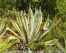 https://www.cactusi.com/modules/Enciclopedie/poze/thumbs/eden_garden__agave_americana_v._marginata_resize.jpg