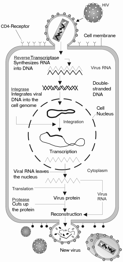 File:HIV gross cycle only.png