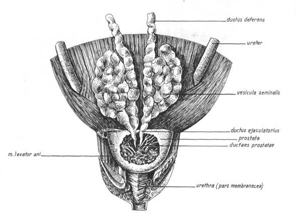 Prostatic urethra - Wikipedia