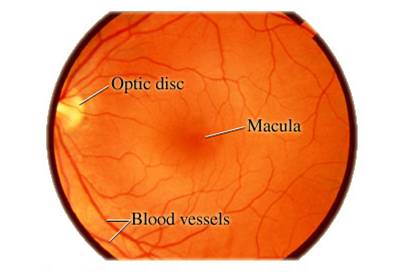 Illustration of the retina