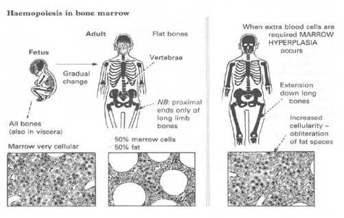 hematopoeza in maduva