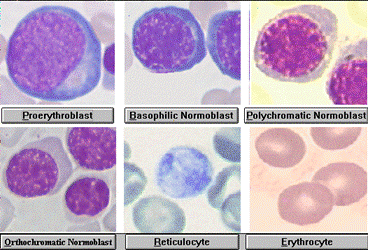 eritropoeza