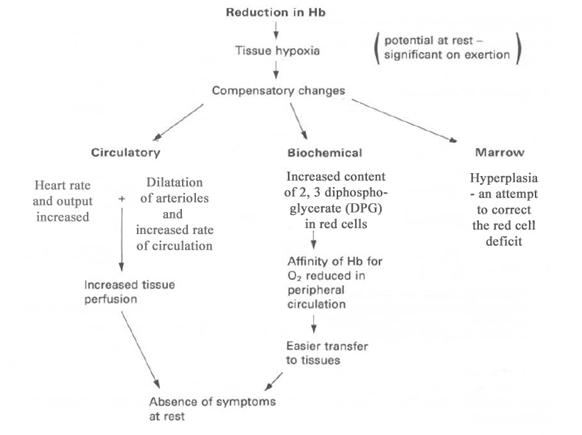 modificari reactive in anemii