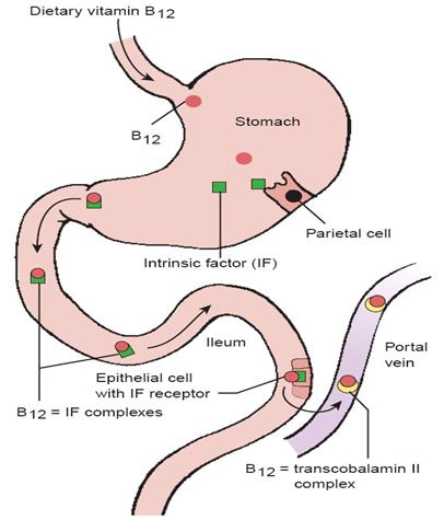 vit B12