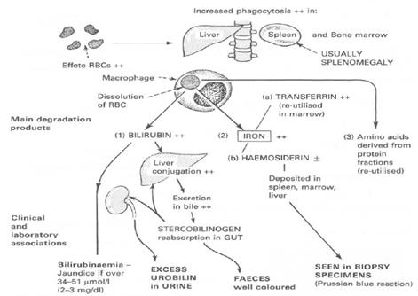 hemoliza extravasculara