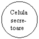 Oval: Celula secre-
toare
