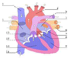 496px-Heart_numlabels