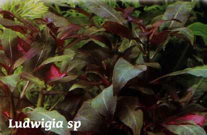 ludwigia1.jpg (35773 bytes)