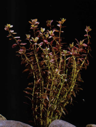 rotala2.jpg (33960 bytes)