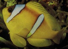 amphiprionbicinctucs2.jpg (15977 bytes)