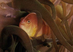 amphiprionakallopisos2.jpg (13460 bytes)