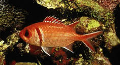 miriprisjacobus2.jpg (20123 bytes)