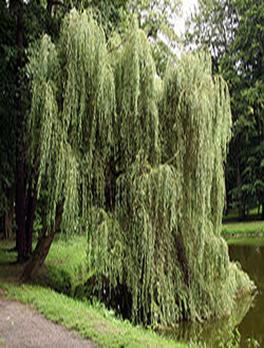 Salix x sepulcralis 7845.jpg