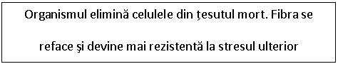 Text Box: Organismul elimina celulele din tesutul mort. Fibra se reface si devine mai rezistenta la stresul ulterior

