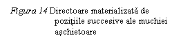 Text Box:  Figura 14 Directoare materializata de    	      pozitiile succesive ale muchiei 	      aschietoare